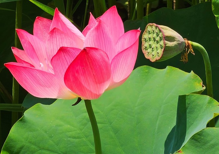 김일현 Photo Essay / "影山을 품다", 화천 연꽃마을