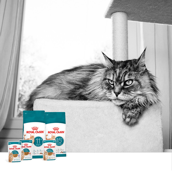 로얄캐닌, 노령묘 맞춤 영양 신제품 ...